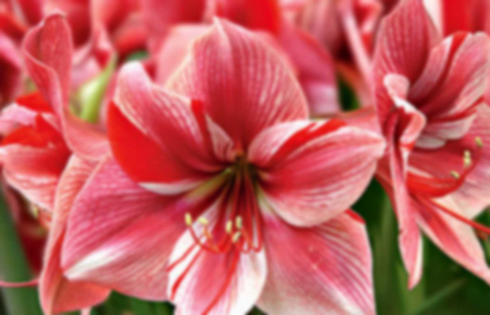 how do you spell amaryllis flower