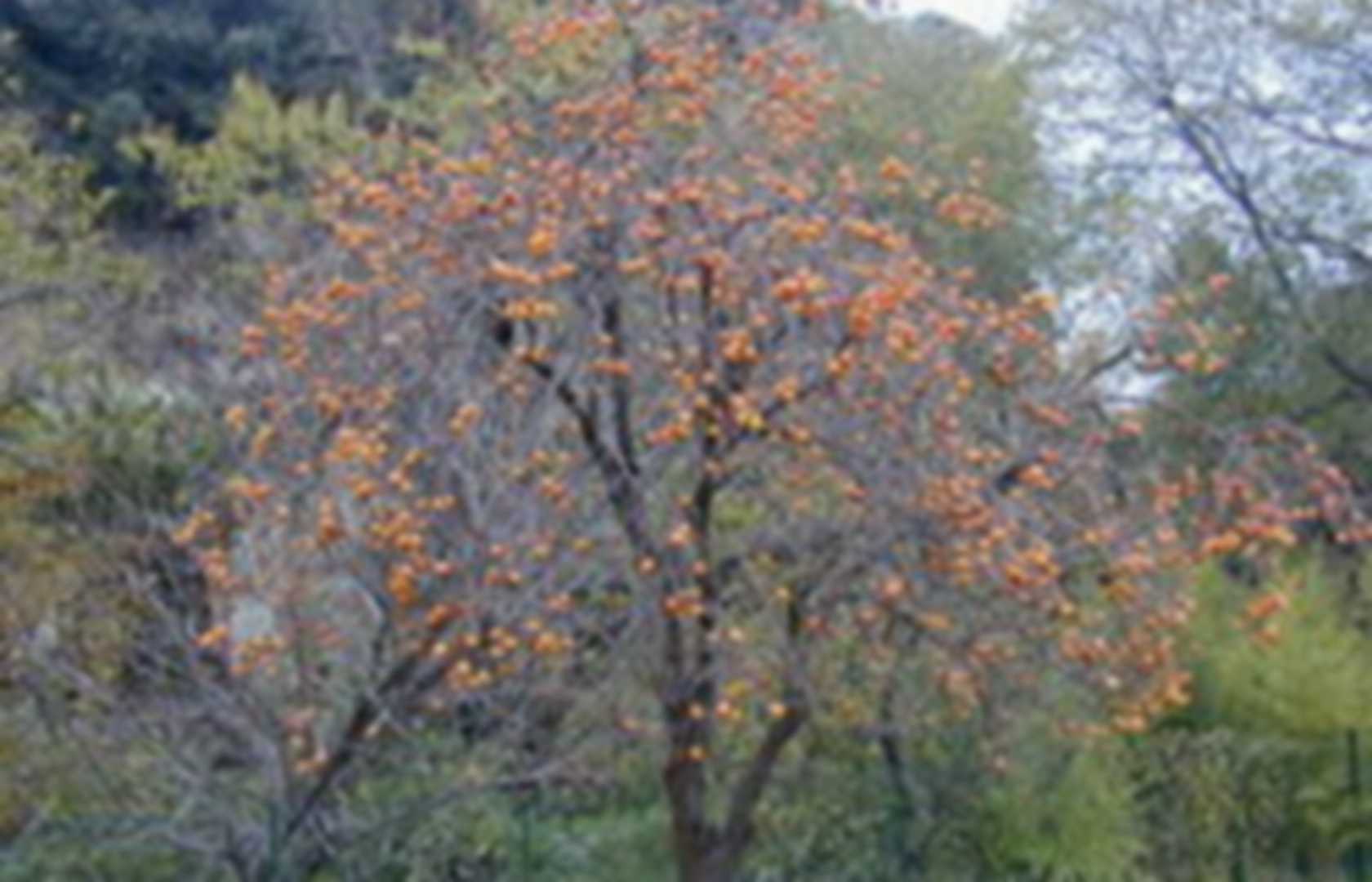 Diospyros kaki 'Tsurunoko' (Chocolate Persimmon) Pearltrees