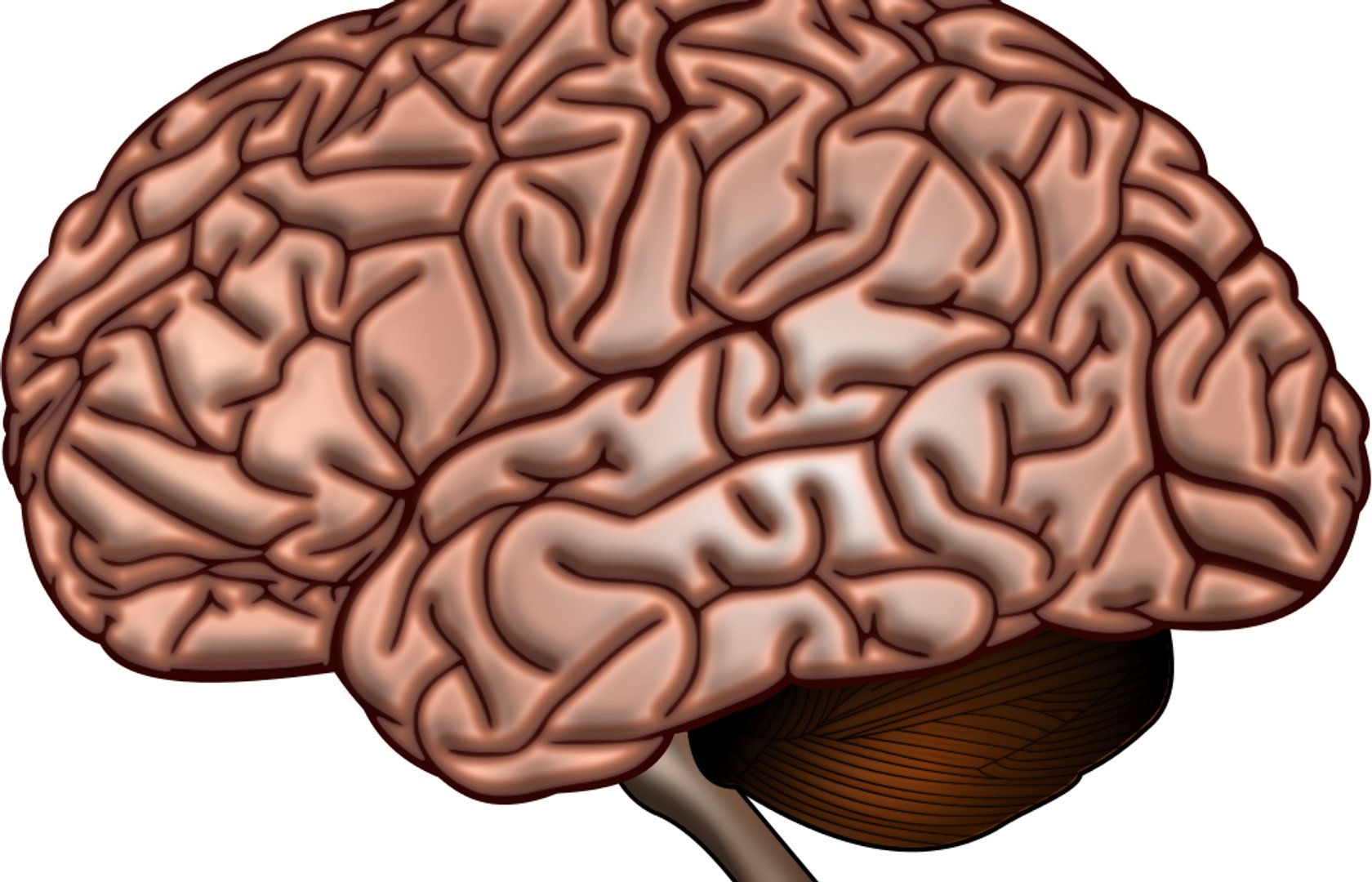 Мозг анатомия