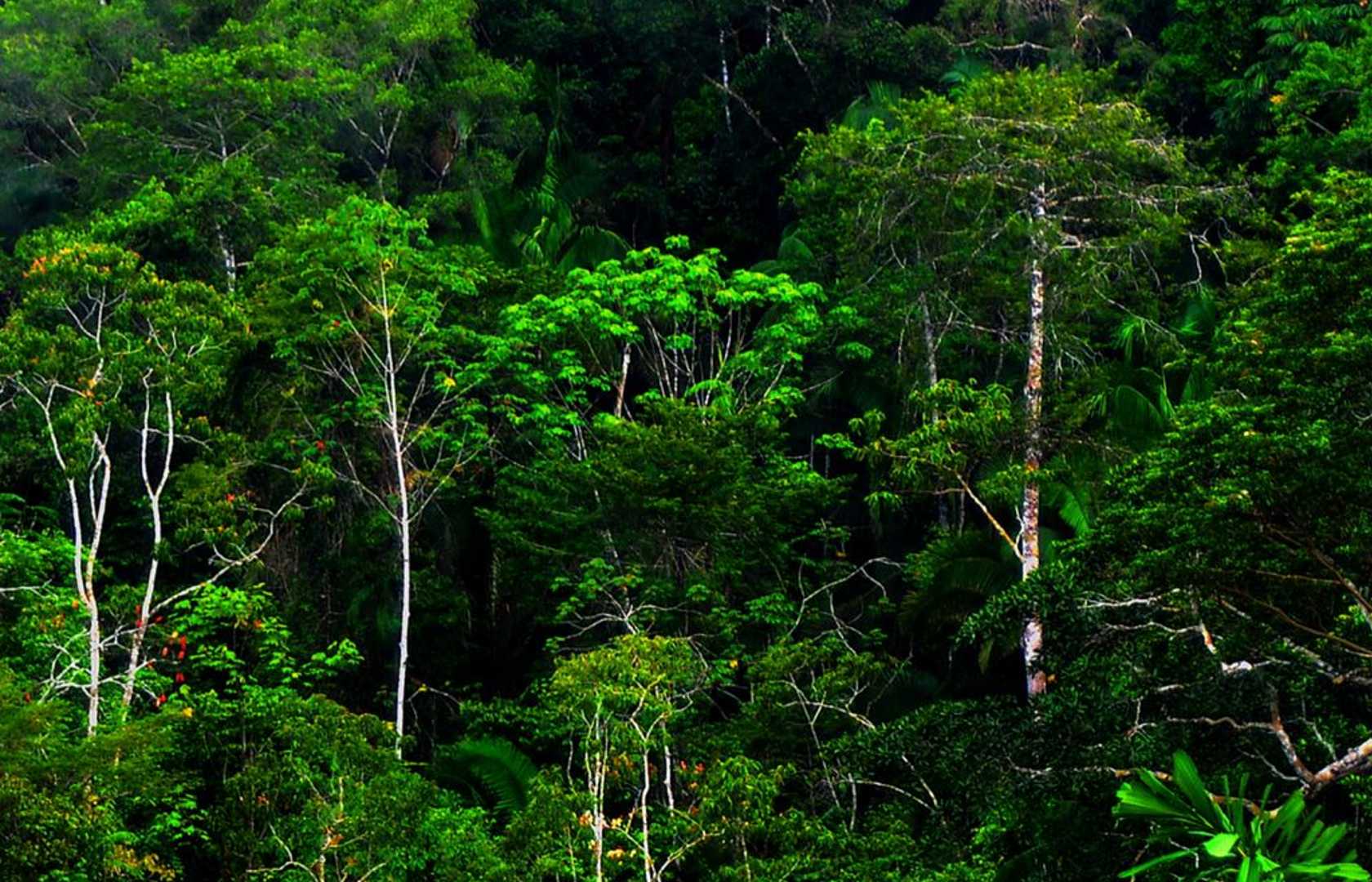 Tropical rain forest mrsscroggins Pearltrees
