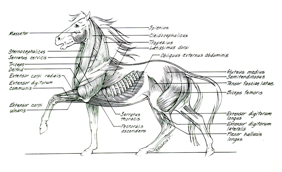 Horse muscle anatomy | Pearltrees