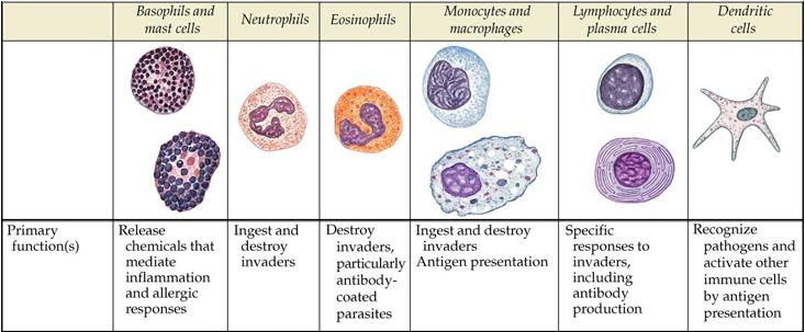 Leukocytes | Pearltrees