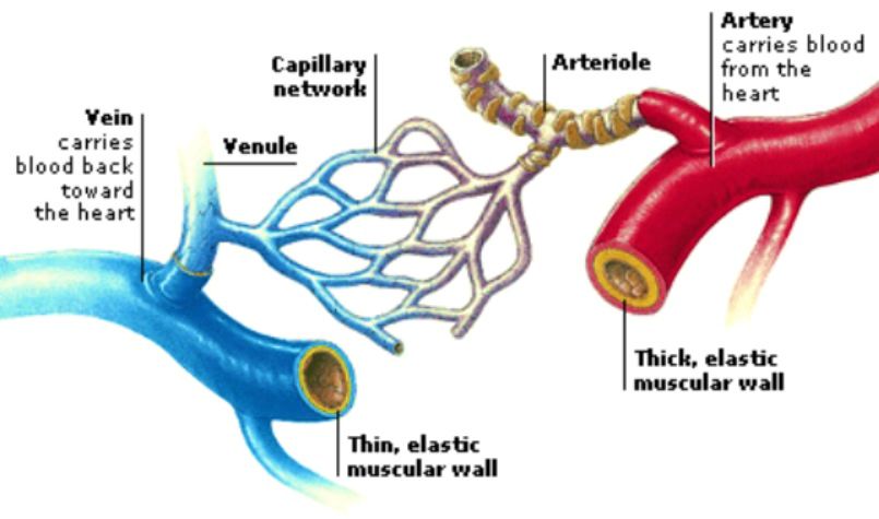 Veins, Arteries and Capillaries | Pearltrees