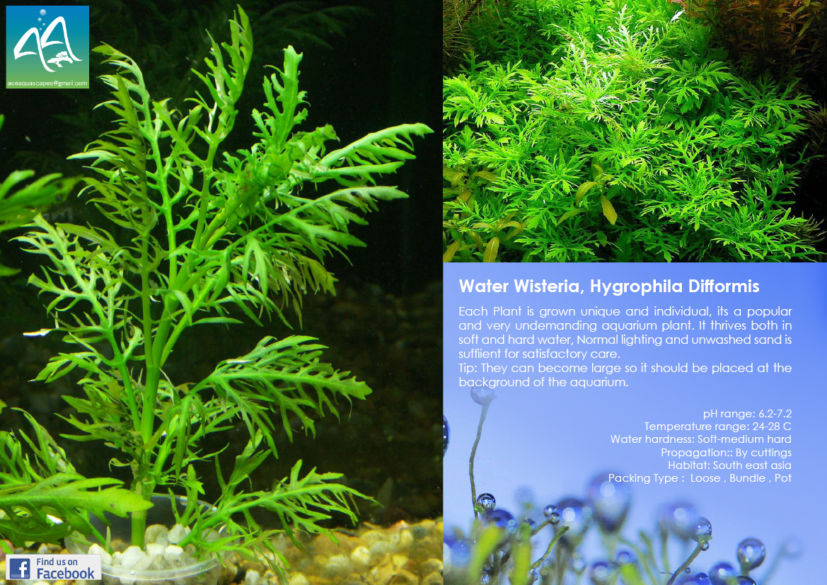 Water Wisteria Hydrophila Difformis Aquatic Plant Pearltrees